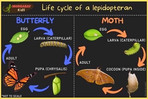 The Life Cycle of Butterflies and Moths .
